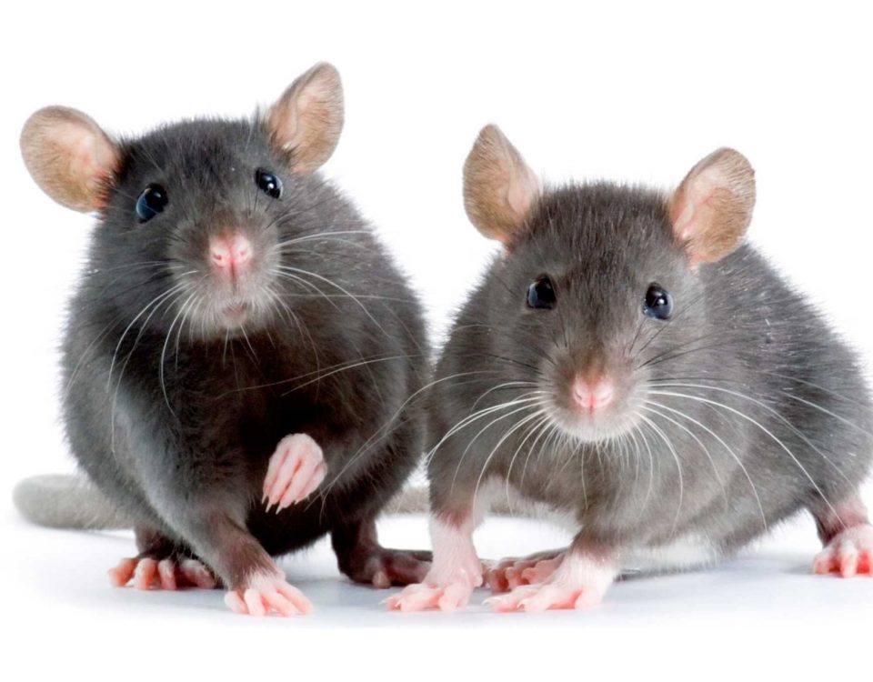 Get rid of rats Bristol and North Somerset