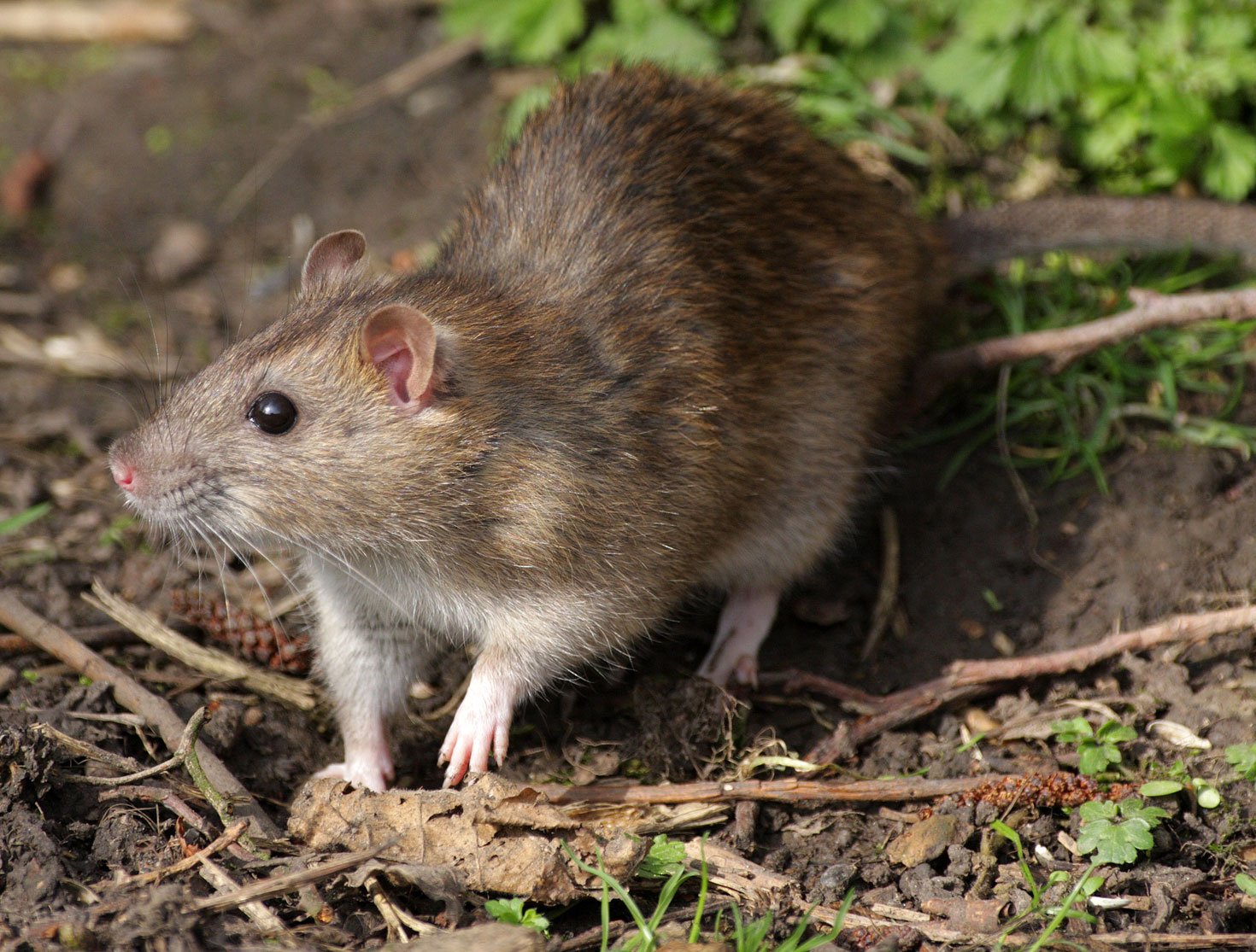 Get rid of rats Bristol and North Somerset