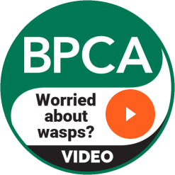 bpca_video_wasps_247_247_go