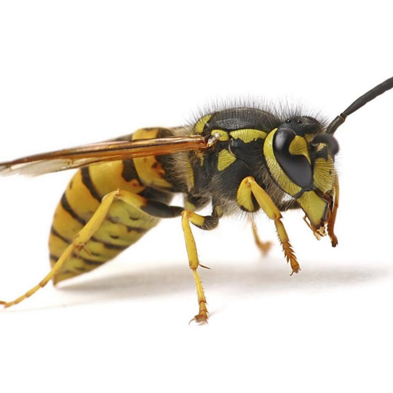 Wasps - Remove wasp nests near me